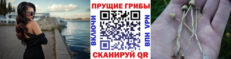 Псилоцибиновые грибы Cubensis  Собинка 